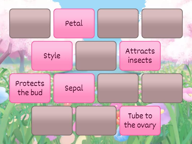 What do flowers do? Year 3 CUSP plants Matching pairs