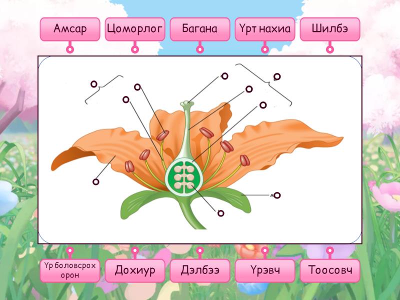 Цэцгийн бүтэц - Labelled diagram
