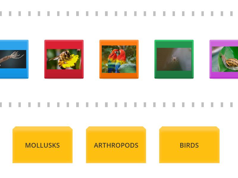 LEARNING LANDSCAPE 3 - UNIT 1 NS (ANIMAL GROUPS 2) - Speed sorting
