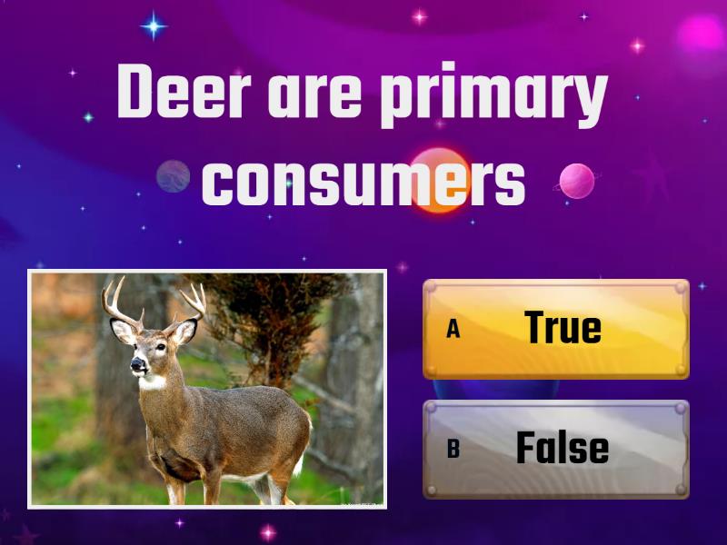 Task 2: Formative Task: Energy Flow in a Food Web - Quiz