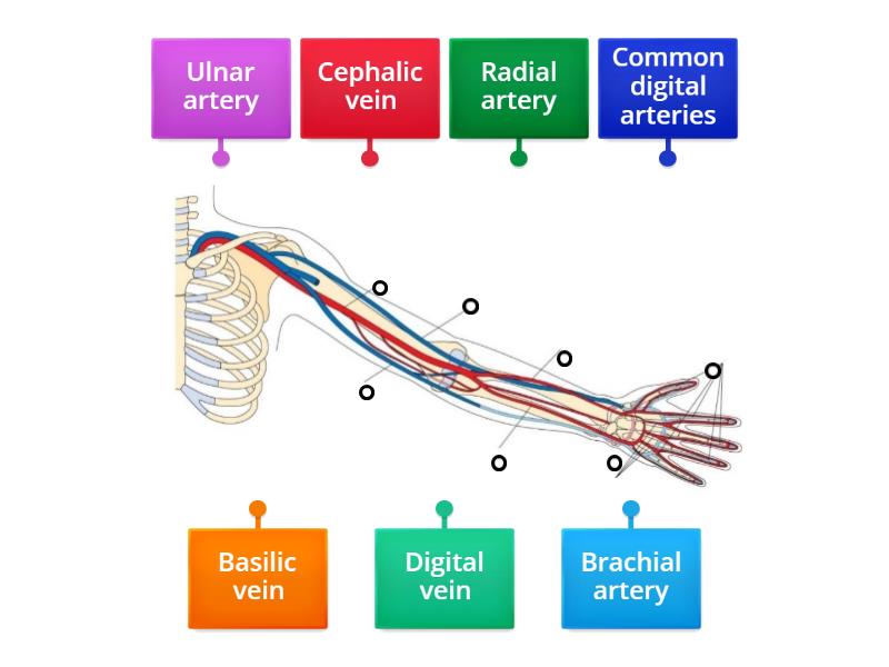veins and arteries of arm and hand - Labelled diagram