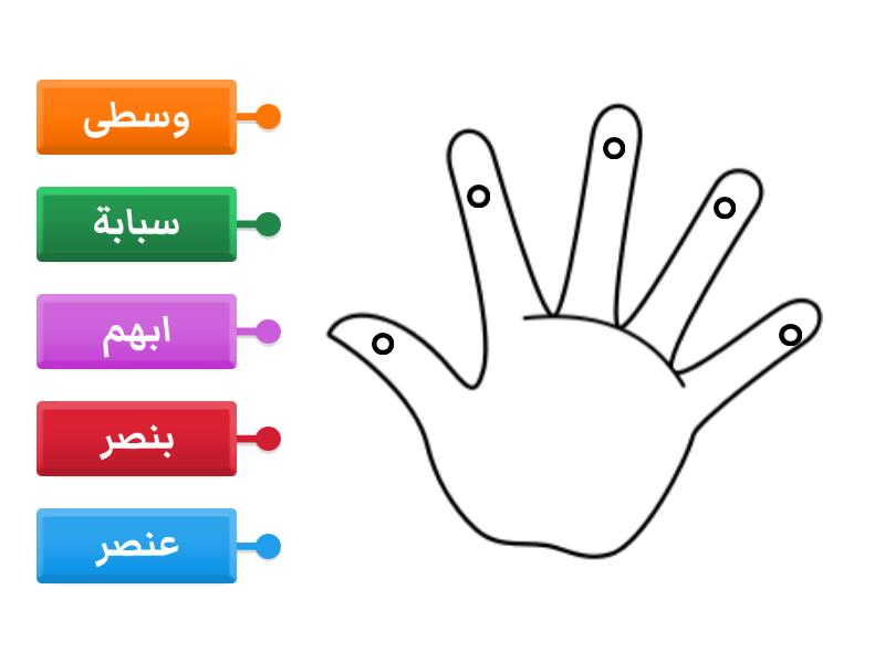 اسماء اصابع اليد - Labelled diagram