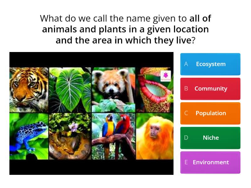 KS3 Ecosystems REVISION - Quiz