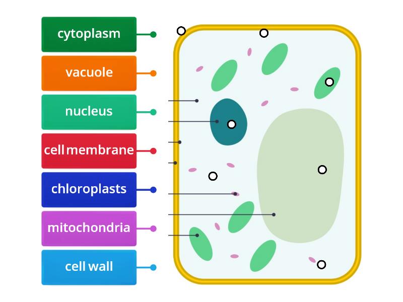 Plant cell - Labelled diagram