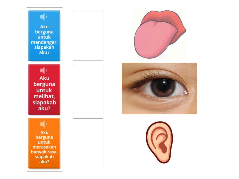 Bagian-bagian Tubuh - Match up