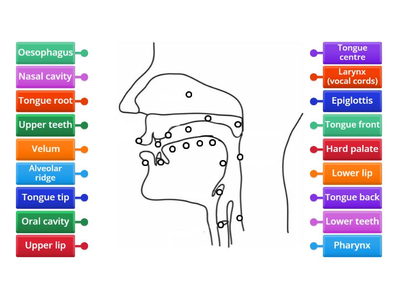 The oral cavity - Labelled diagram