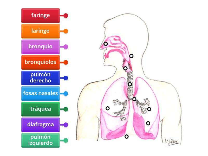 Sistema Respiratorio/ ubicación de órganos - Labelled diagram