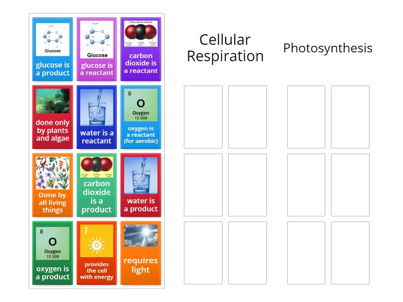 Cellular Respiration and Photosynthesis- Warm up - Group sort
