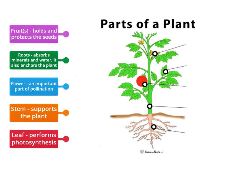 Label A Plant - Labelled Diagram