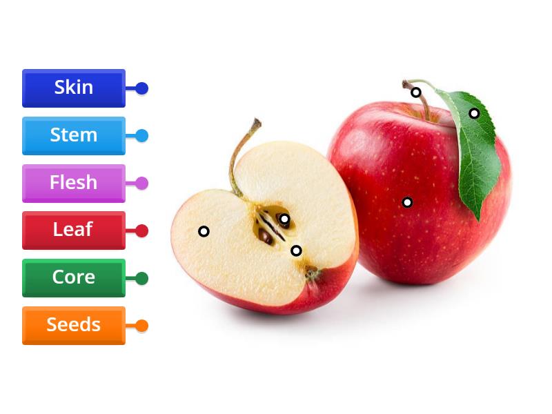 Smith Parts of an Apple Diagram Labelled diagram