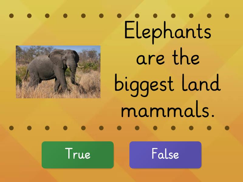 Elephants - True or false