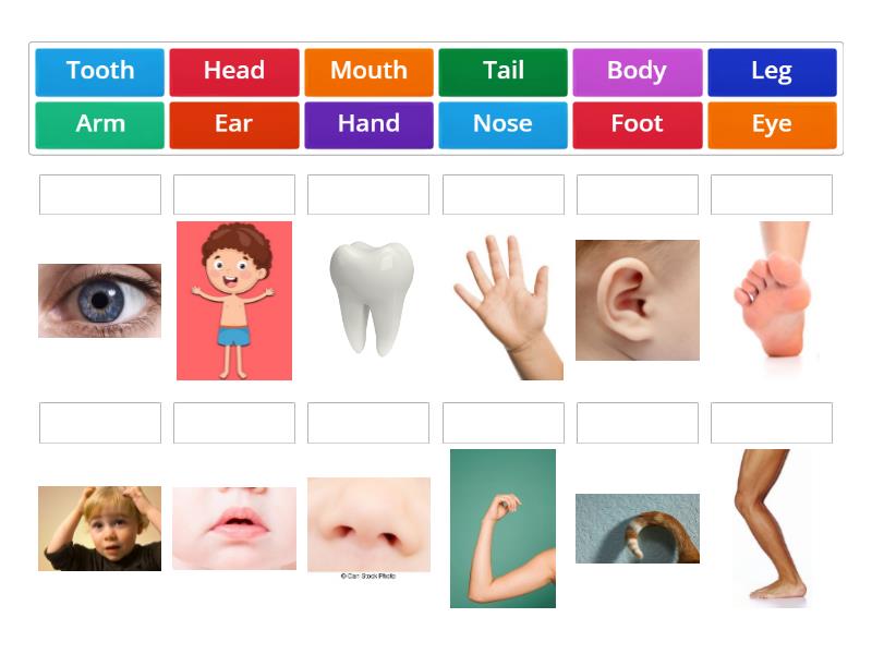 Parts of the body Starters - Match up