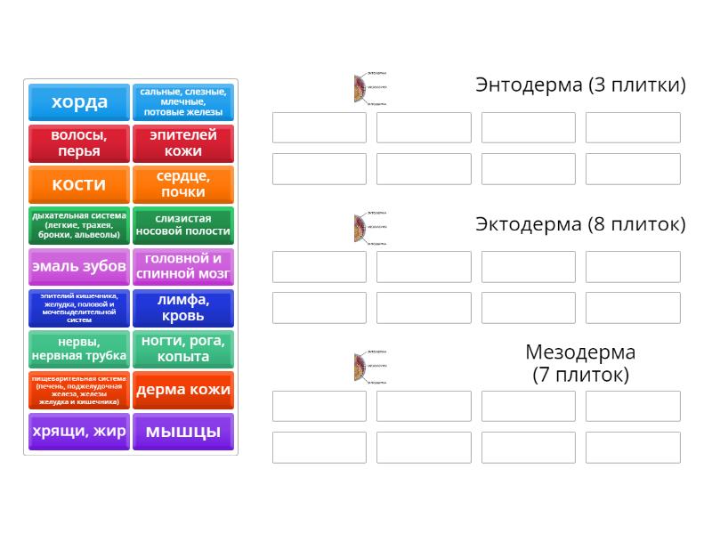 Зародышевые листки - Group sort