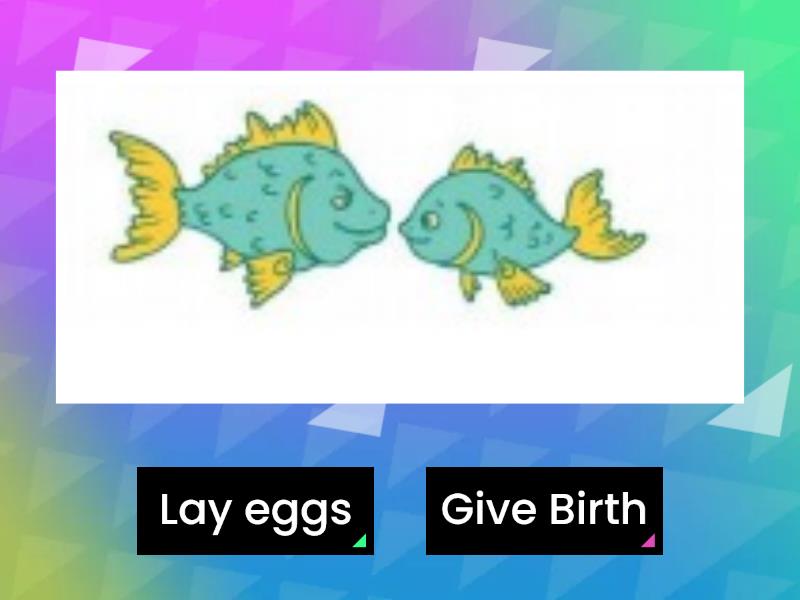 Animals : Lay eggs & Give birth - True or false