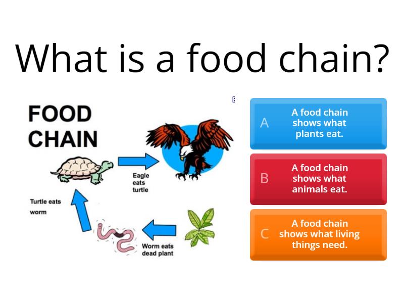 food-chain-quiz