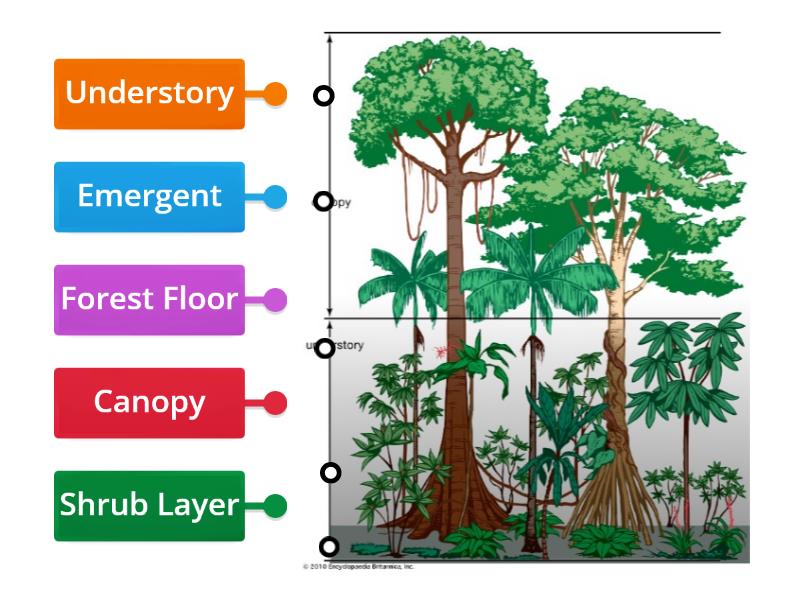 Tropical Rainforest - Layer of the Rainforest - Labelled diagram