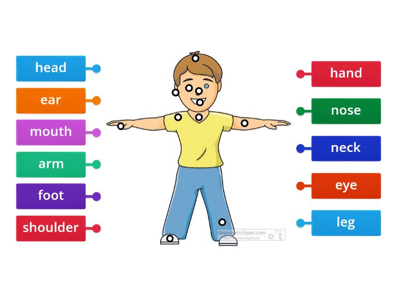 choose the right body parts - Labelled diagram