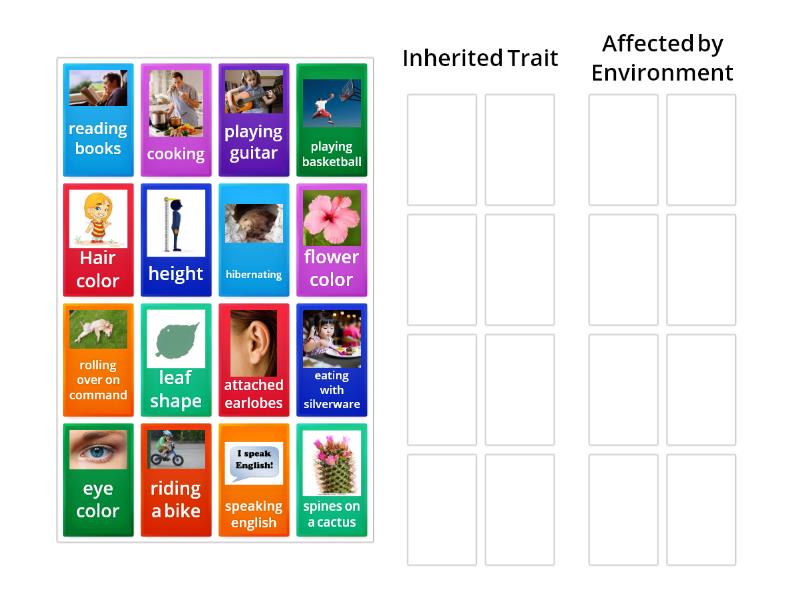 Inherited Traits Or Affected By The Enviornment Group Sort