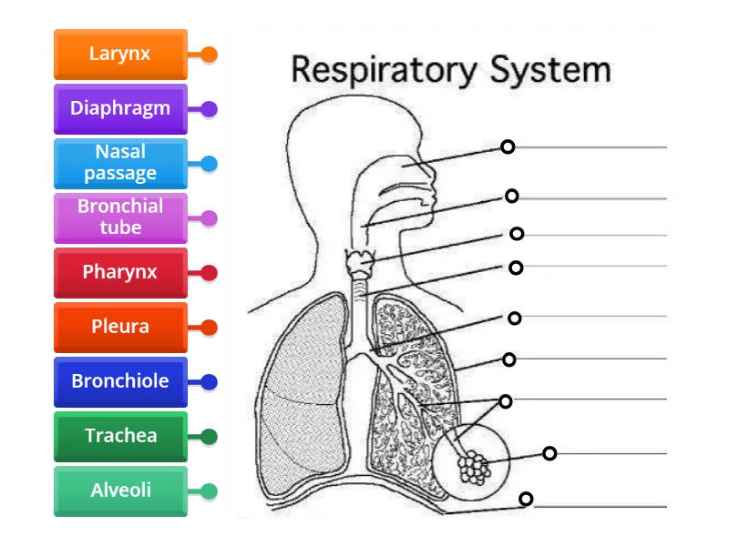 Respoiratory system - Labelled diagram