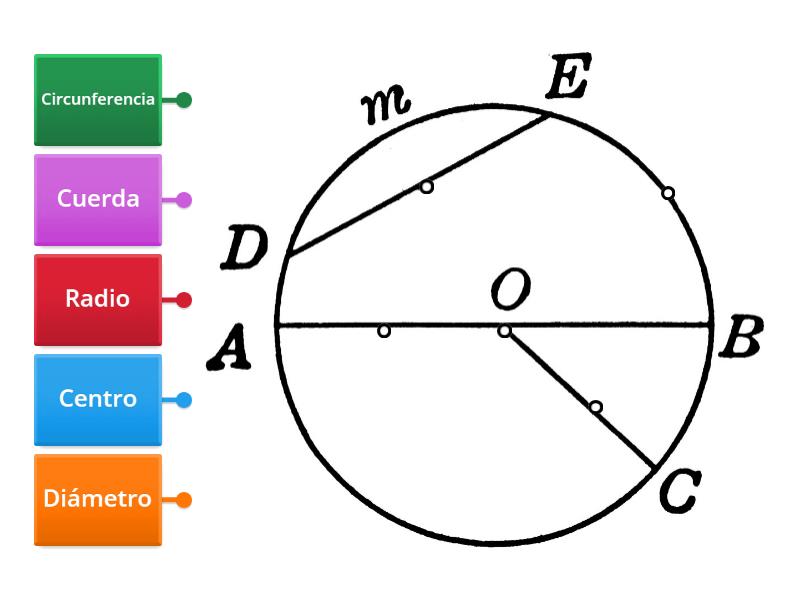 Repasando las partes del círculo - Diagrama con etiquetas