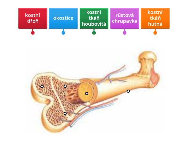 Stavba dlouhé kosti - Labelled diagram