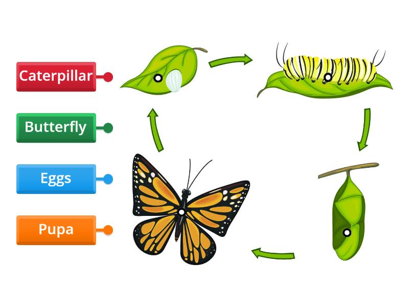 Life Cycle Of A Butterfly - Labelled Diagram