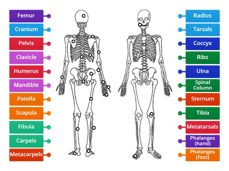 Skeletal System - Label the Prosterior Bones - Labelled diagram