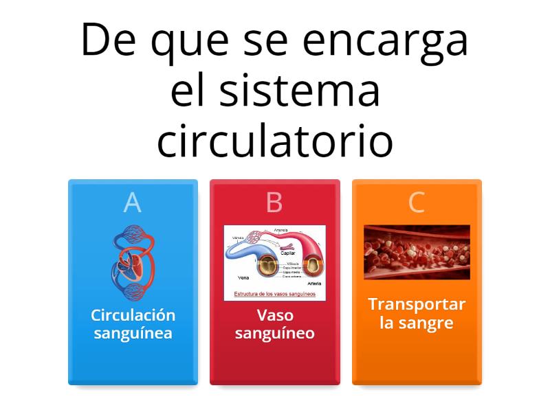 El Sistema Circulatorio - Cuestionario