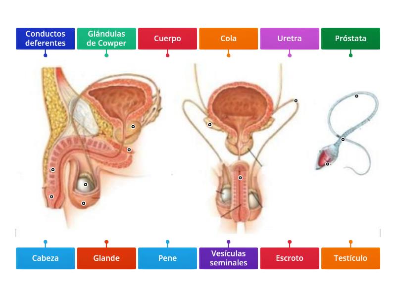 Aparato Reproductor Masculino Labelled Diagram 1272