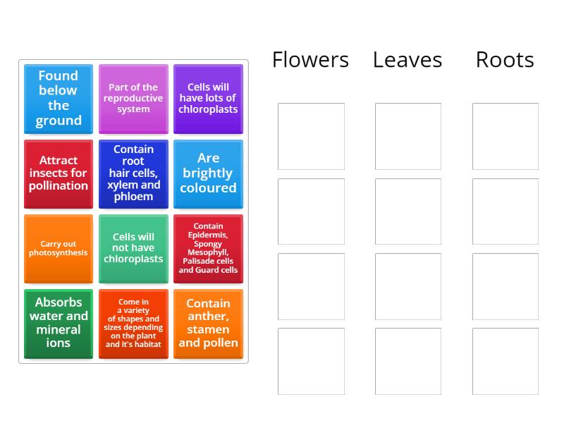 Plant Organs Group sort