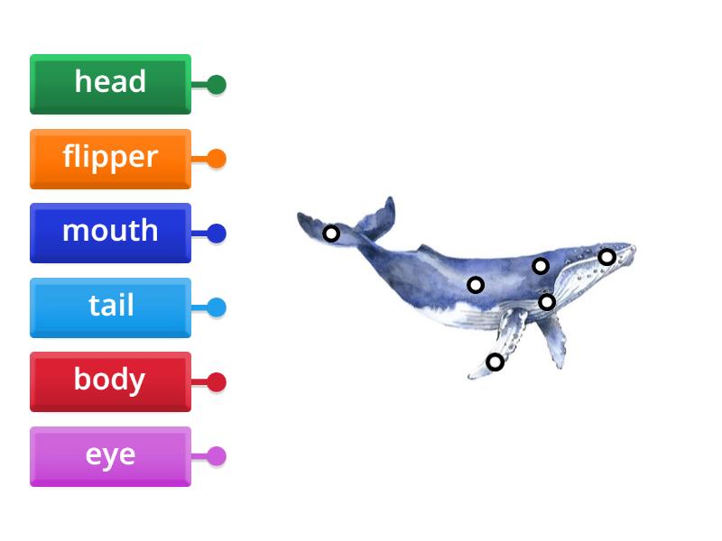 whale - Labelled diagram