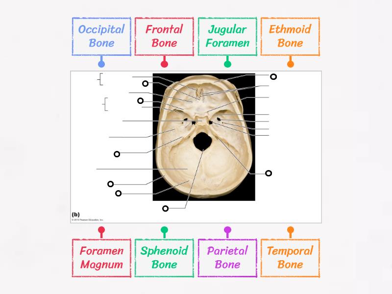 Skull Bone and Markings - Intracranial - Labelled diagram