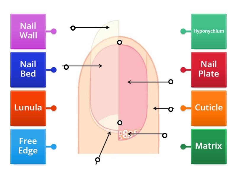 Anatomy of the Nail Structure - Labelled diagram