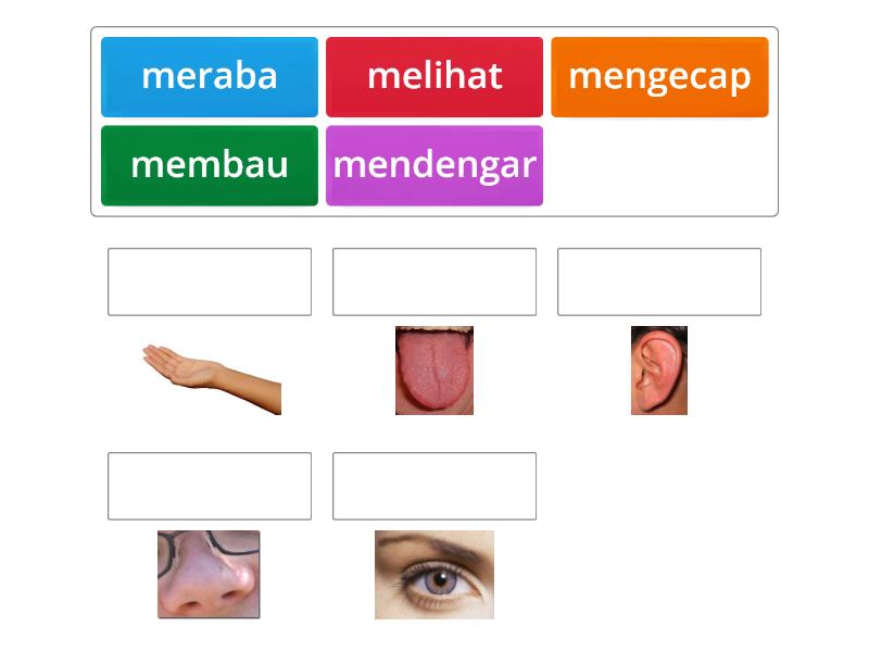 anggota tubuh dan kegunaannya - Match up