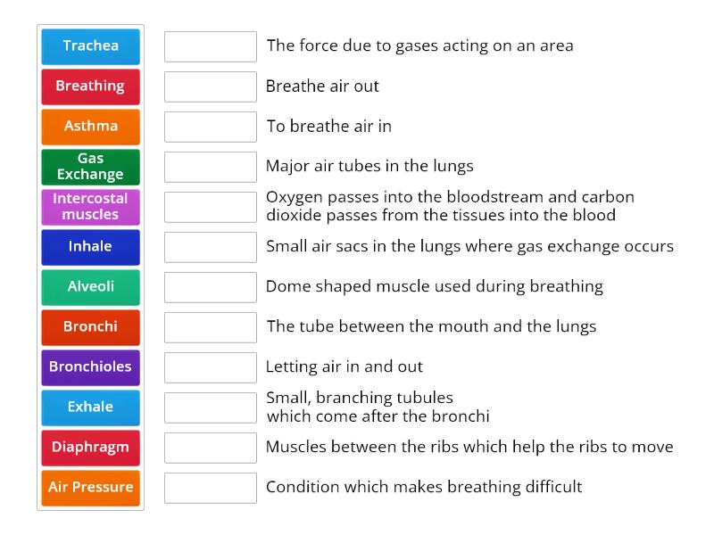 - 2. How does air get into and out of our lungs? - Match up