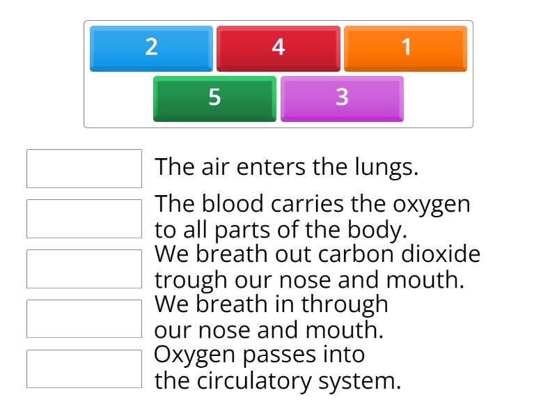 Natural Science unit 2 respiratory system - Match up