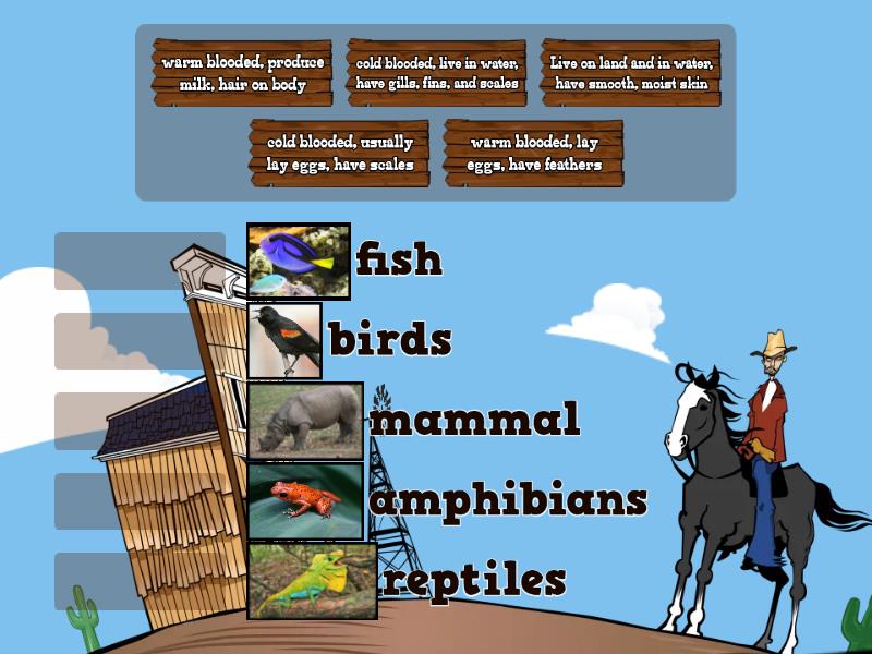 Animal Classification - Match up