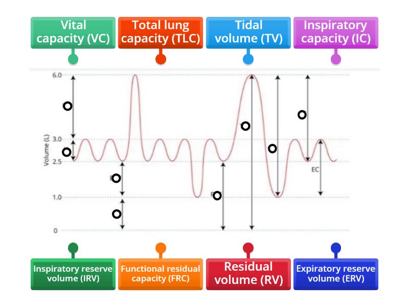 Spirometer tracing Labelled diagram