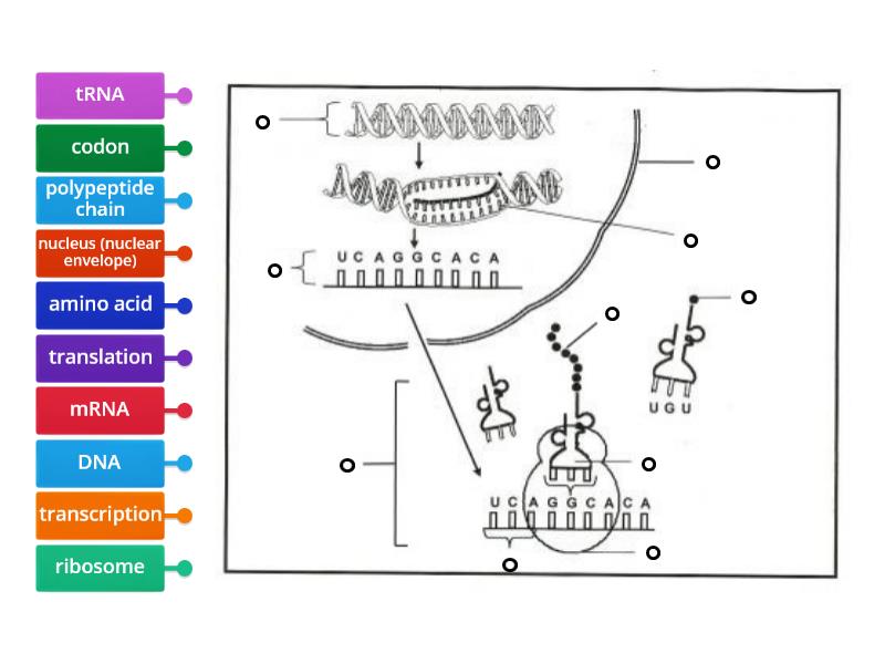 2022 Protein Synthesis Diagram Labelled Diagram   5de9559d915b40acb65f78843b866ff1 0