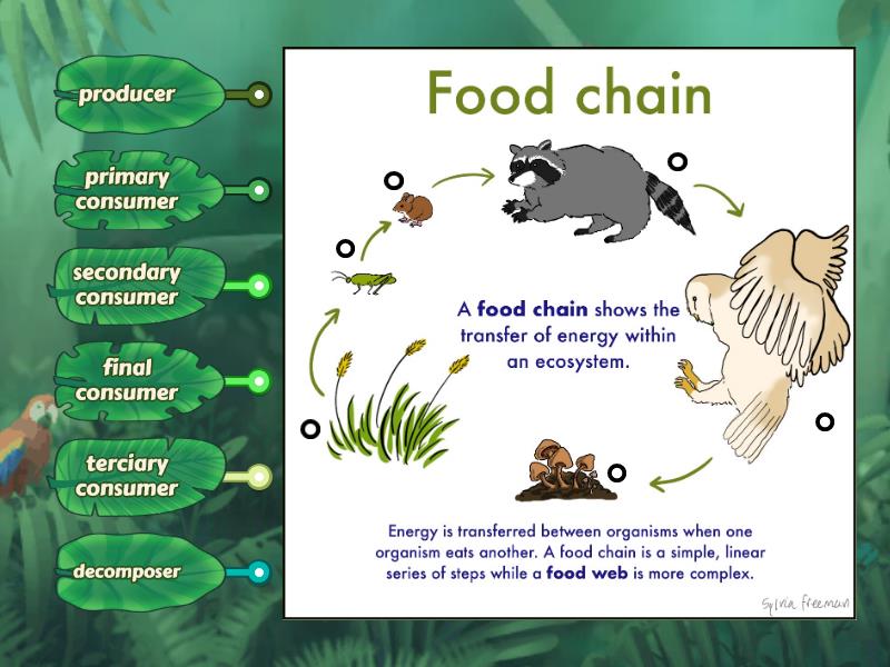 Food Chain- roles - Labelled diagram