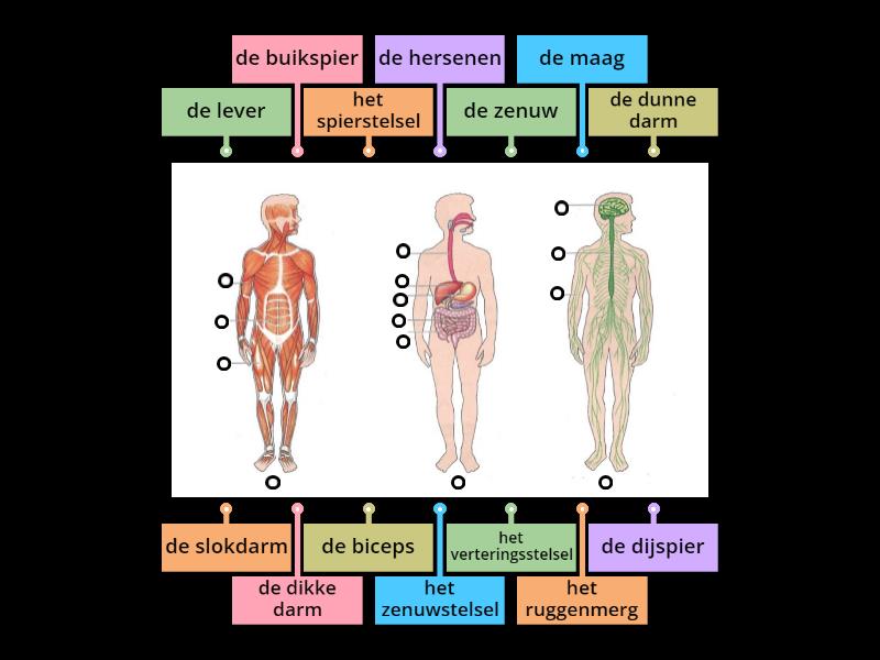 Bvj 3 orgaanstelsels van de mens 2 - Labelled diagram