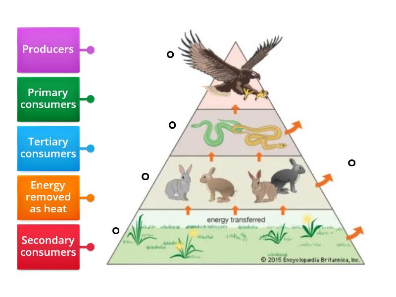 Energy Pyramid - Labelled diagram