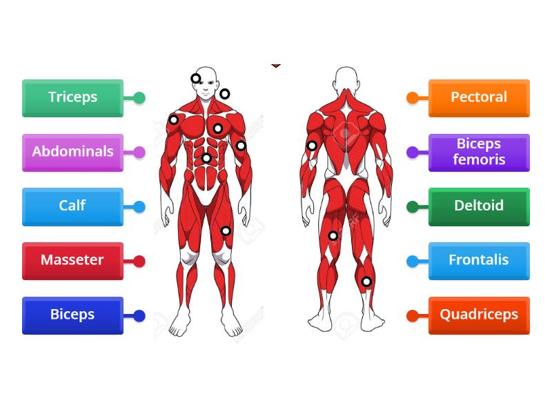 Labelled diagram Biology Diagrams