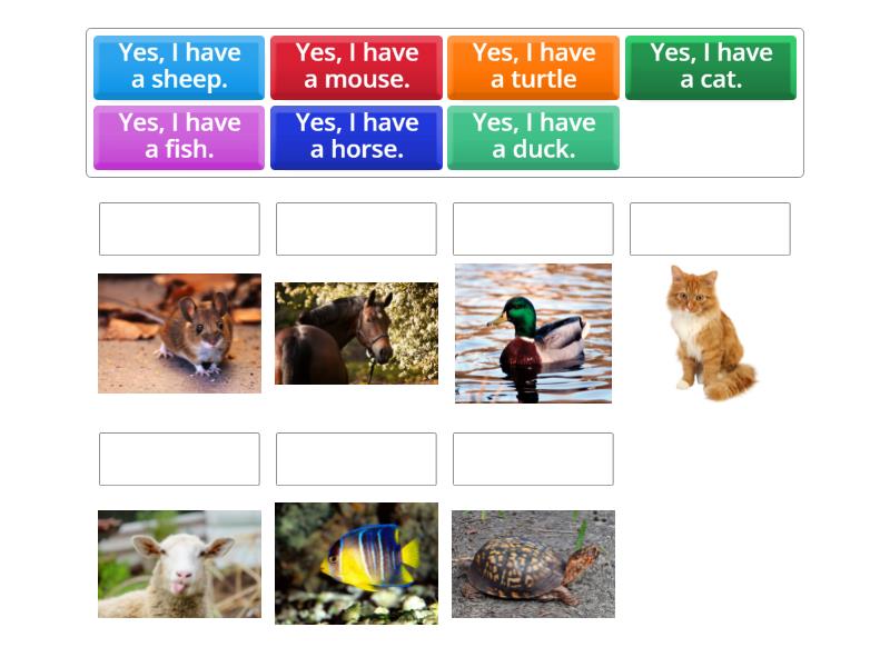 Do you have a pet? - Match up