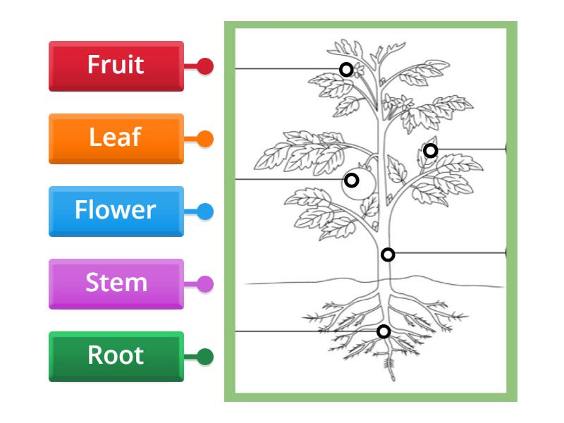 Label the Parts of the Plant - Labelled diagram