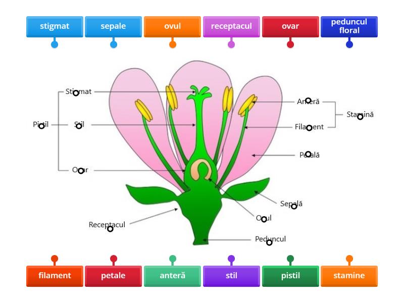 structura florii - Labelled diagram