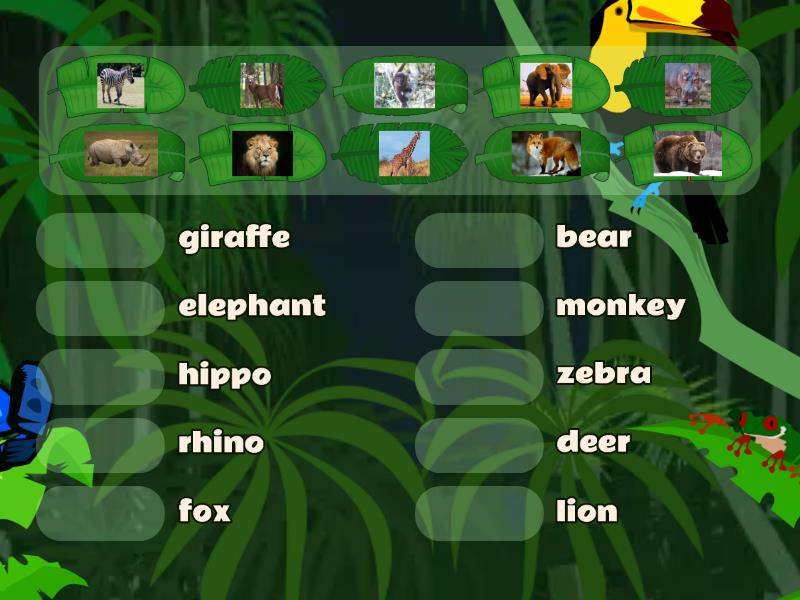 ANIMAL RACE ordinal number - Match up