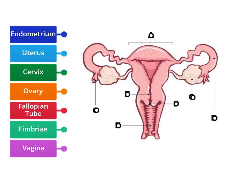 Label The Female Reproductive System Labelled Diagram