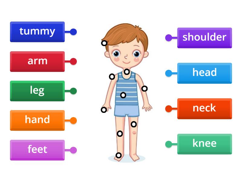 Parts Of The Body G6 - Labelled Diagram