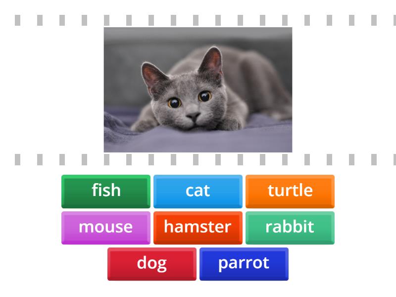 Pets Match Up Find The Match